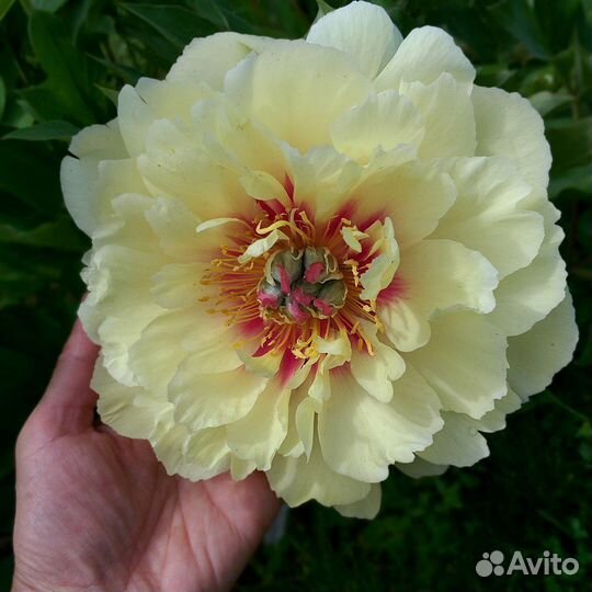 Корни пионов сорта border charm