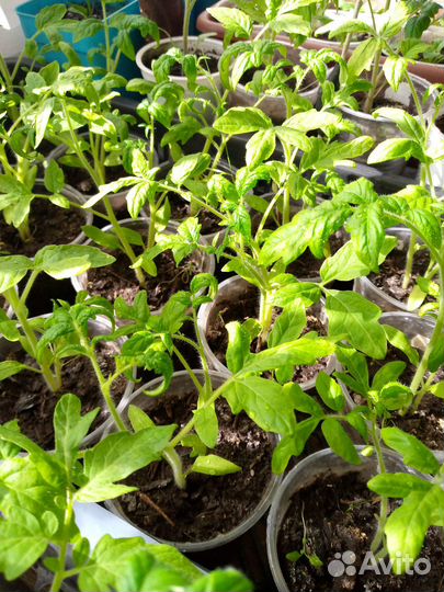 Рассада помидоров томатов