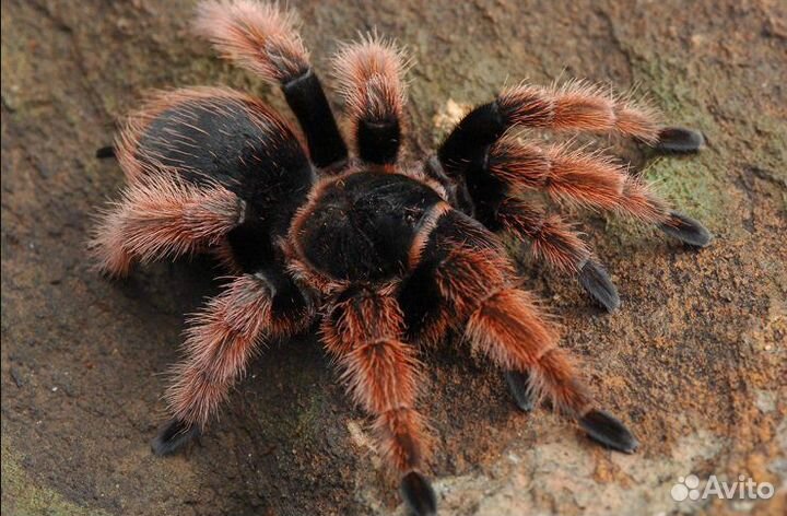 Паучки-птицееды