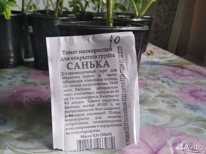 Рассада помидоров томатов
