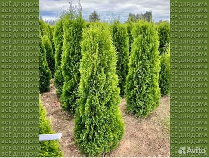 Туя для изгороди