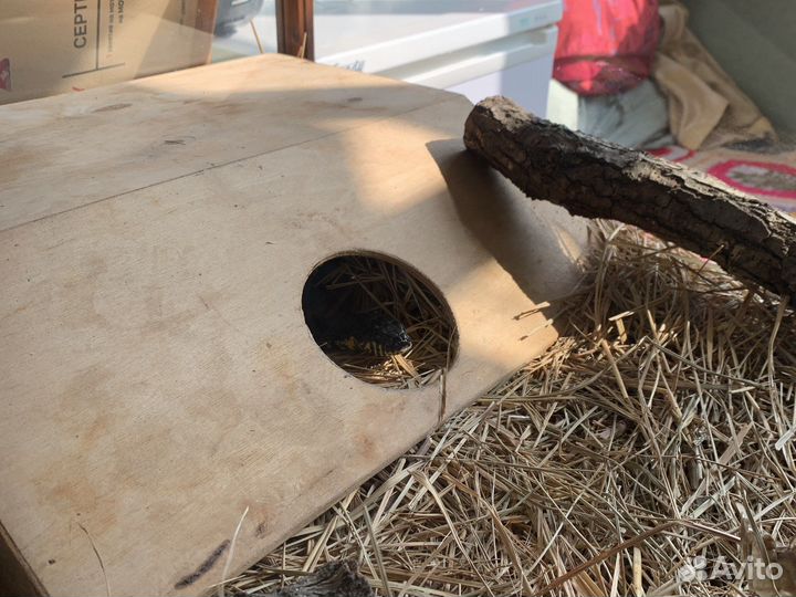 Террариум с Амурским полозом, дерево и стекло