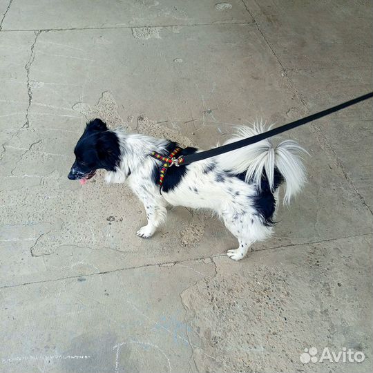 Маленькая собака