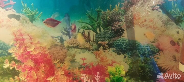 Аквариум
