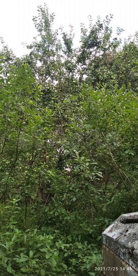 Участок 15,1 сот. (ИЖС)