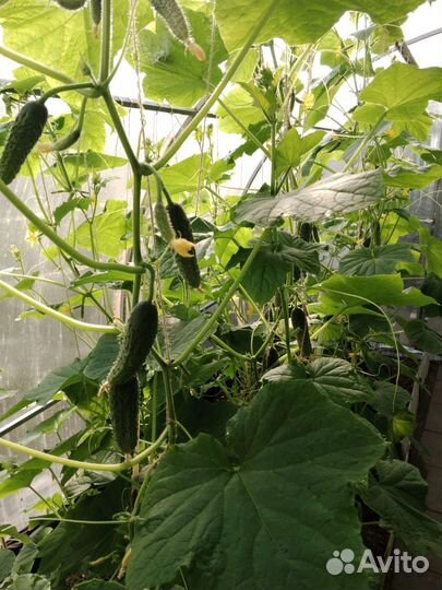 Огурцы свежие домашние