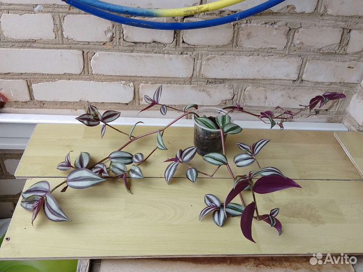 Традесканция