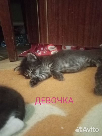 Котята Шахты