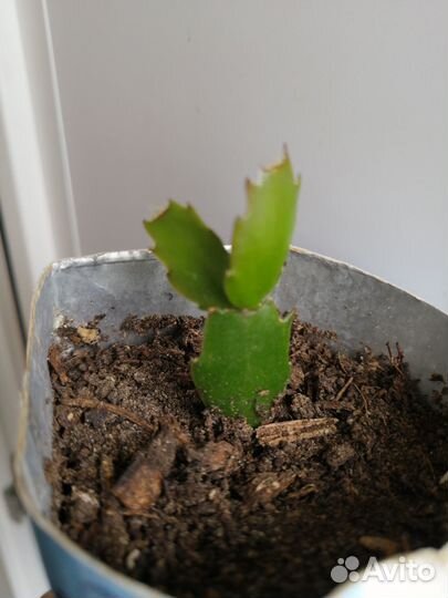 Декабрист шлюмбергера белый с розовым