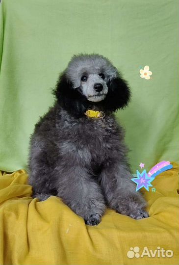 Карликовый пудель девочка