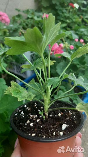 Пеларгония герань стеллар