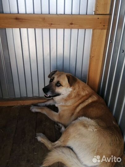 Красивый мощный пёс в приюте ждёт хозяев