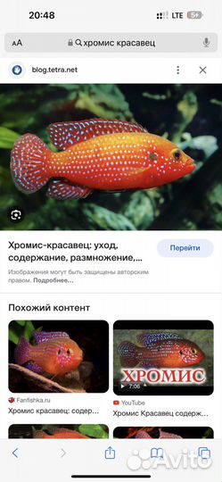 Хромис красавец много