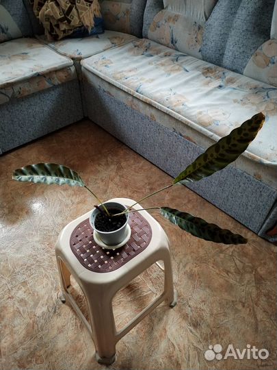 Продам детки цветка калатеи