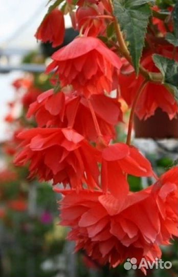 Беллекония Salmon