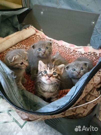 Шотландские котята