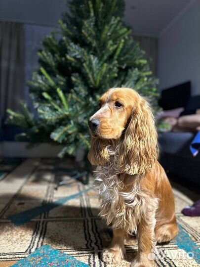 Вязка собак