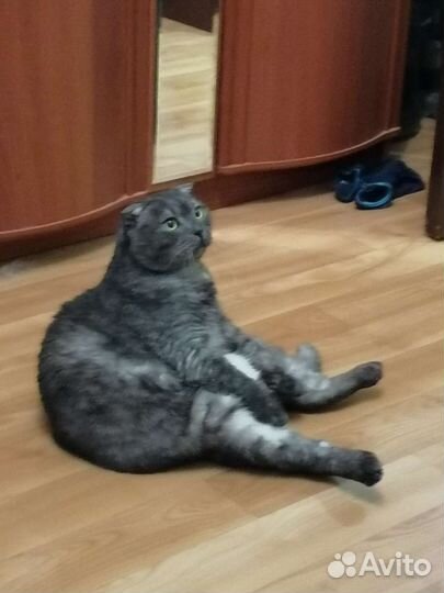 Шотландский вислоухий кот