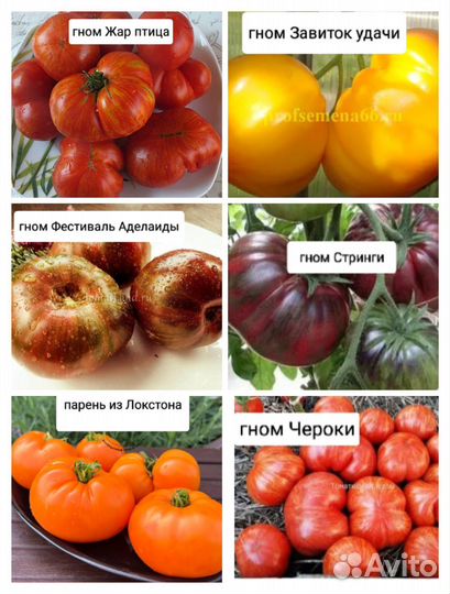 Семена помидор для грунта Проект Гном Томатный