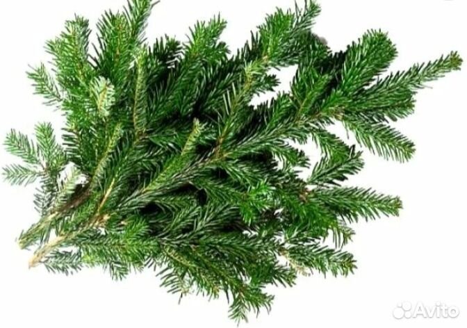 Лапник новогодний