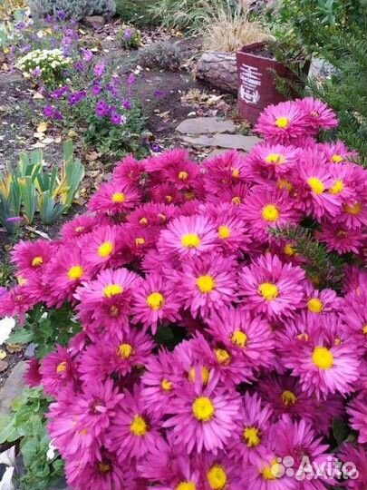 Хризантемы мультифлора