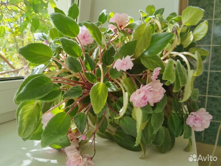 Сенполия-трейлер. Литуаника /Lithuania