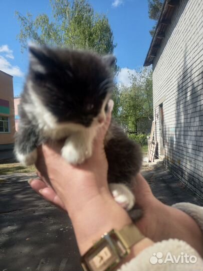 Отдадим котят