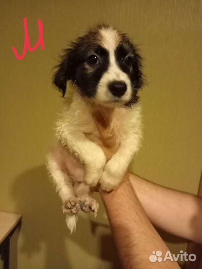 Щенки бесплатно