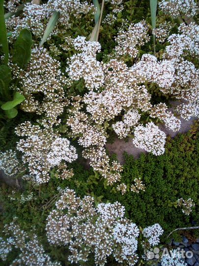 Многолетники садовые