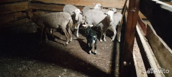 Продам 6 овец и 2 ягнят