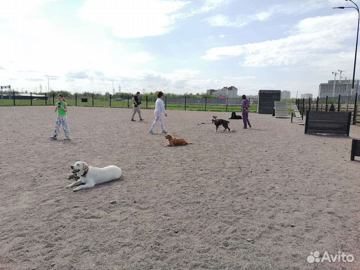 Дрессировка собак кинолог