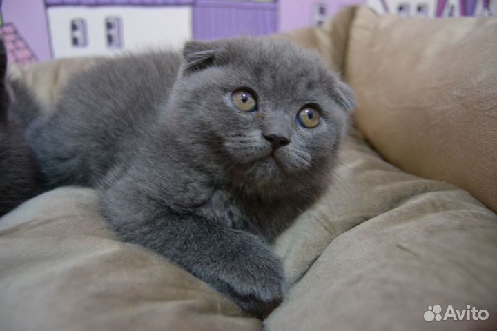 Шотландские котята
