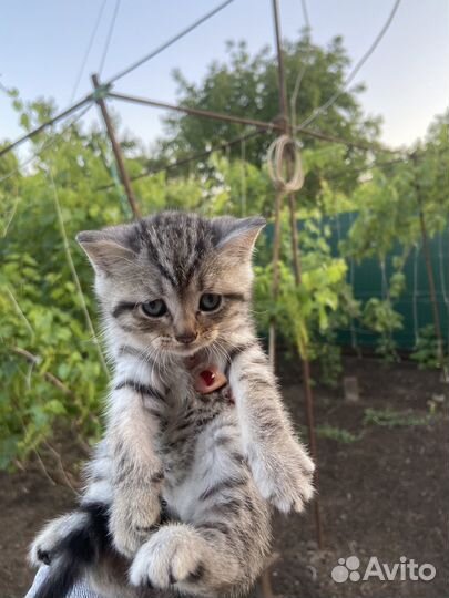 Котята 2 месяца. Отдаю даром в хорошие руки