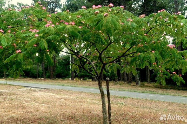 Альбиция Ленкоранская Деревья