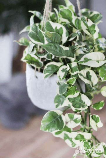 Эпипремнумы и филодендроны