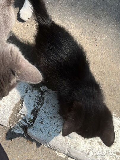 Котенок в добрые руки