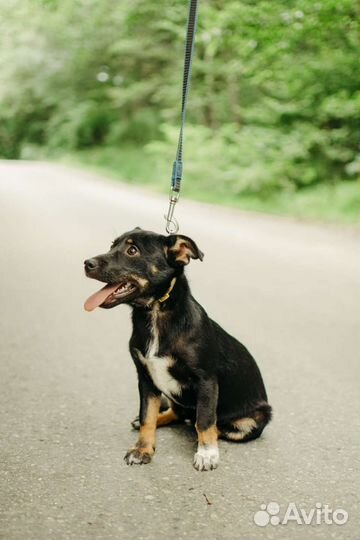 Маленькая собака