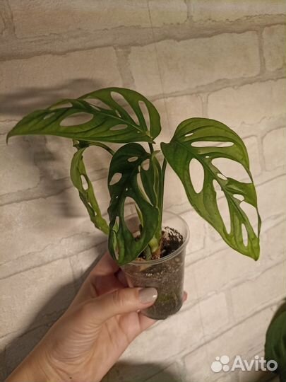 Монстера Манки Маск