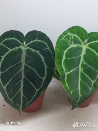 Антуриум кристаллинум