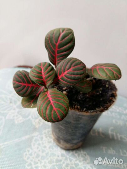 Фиттония Fortissimo