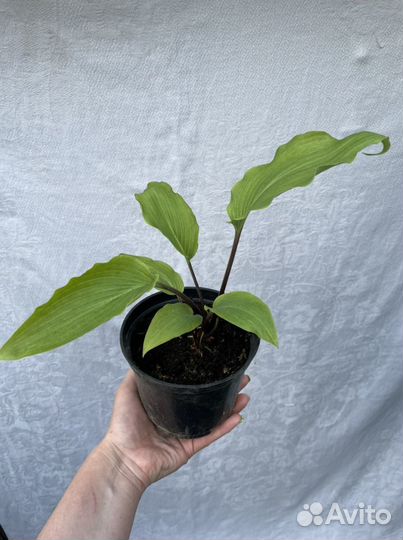 Хоста гибридная