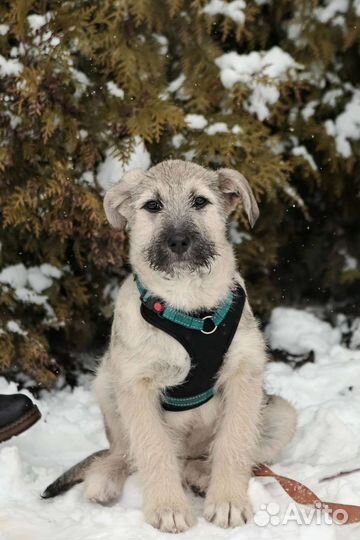 Фиона щенок бесплатно