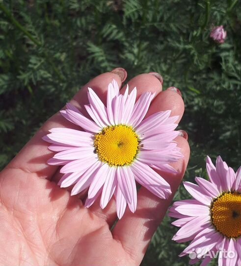 Пиретрум Многолетники