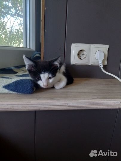 Коты-мышеловы.Лютые страшители домашних грызунов