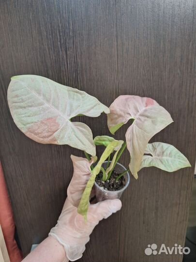 Сингониумы сортовые