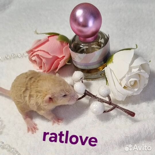 Крысята дамбо девочка фавн рекс