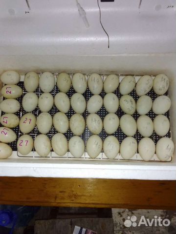 Инкубационное яйцо индоутки