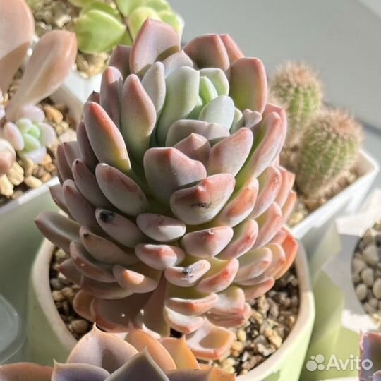 Суккуленты эхеверия пахиверия граптоседум