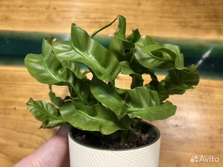 Асплениум торнадо/ураган/хурикан (Hurricane)