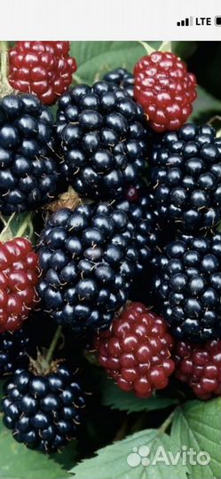 Саженцы ежевики крупноплодной